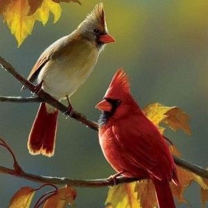 Meet your Posher, Belinda